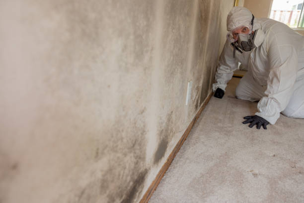 Best Comprehensive Air Testing for Mold Contaminants  in Rlsbad, CA
